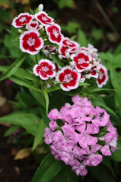 Dianthus Barbatus Indiannerteppich Rośliny Rozkwicie Pięknymi Białymi Różowymi Kwiatami — Zdjęcie stockowe