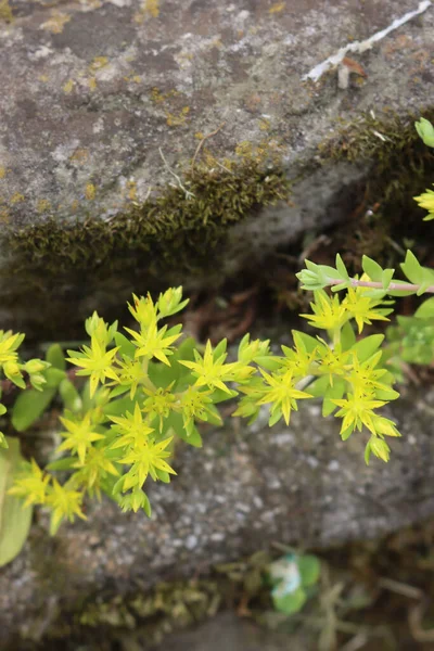 Close Many Yellow Flowers Sedum Acre Goldmoss Stonecrop — Stock Photo, Image