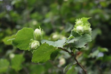 Bahar mevsiminde dalda yetişen olgunlaşmamış küçük yeşil fındıklar. Corylus avellana ağacı