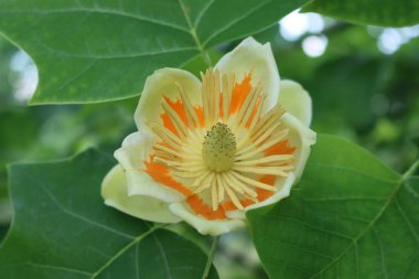 Lale ağacı ya da Liriodendron tulipiferası dalında sarı ve turuncu çiçekler açan süs ağacı