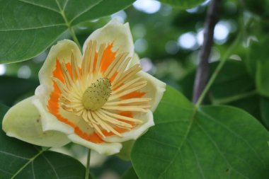 Lale ağacı ya da Liriodendron tulipiferası dalında sarı ve turuncu çiçekler açan süs ağacı