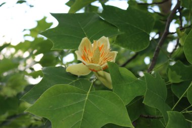 Lale ağacı ya da Liriodendron tulipiferası dalında sarı ve turuncu çiçekler açan süs ağacı