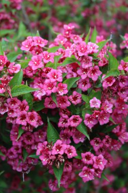 Çiçek açmış Weigelia çalılarının yakın çekimi Baharda bahçede güzel pembe çiçekler