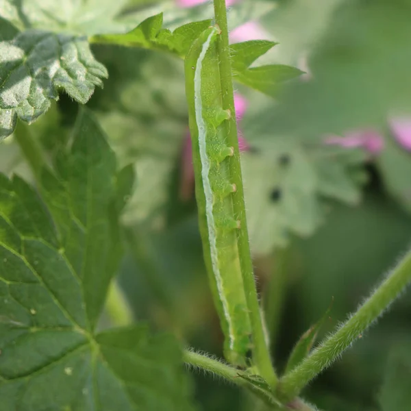 緑の植物を食べる銀蛾の冬虫夏草 長い白い縞模様の緑の毛虫 サイン ガンマ — ストック写真