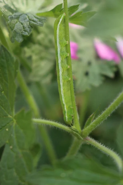 緑の植物を食べる銀蛾の冬虫夏草 長い白い縞模様の緑の毛虫 サイン ガンマ — ストック写真