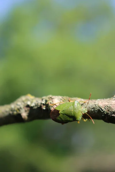 Bouclier Vert Sur Branche Dans Jardin Nezara Viridula Insecte Été — Photo