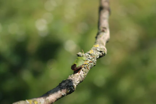 Green shield bug on branch in the garden. Nezara viridula insect on summer