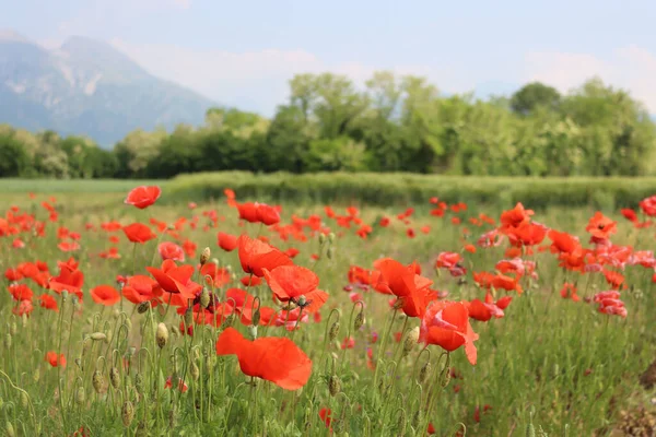 Campo Trigo Verde Con Amapolas Rojas Campo Italiano Plantas Triticum — Foto de Stock