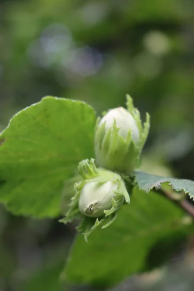 개똥지빠귀는 봄철에 나뭇가지에서 자란다 Corylus Avellana Tree — 스톡 사진