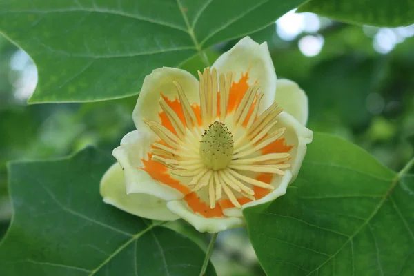 Lale ağacı ya da Liriodendron tulipiferası dalında sarı ve turuncu çiçekler açan süs ağacı