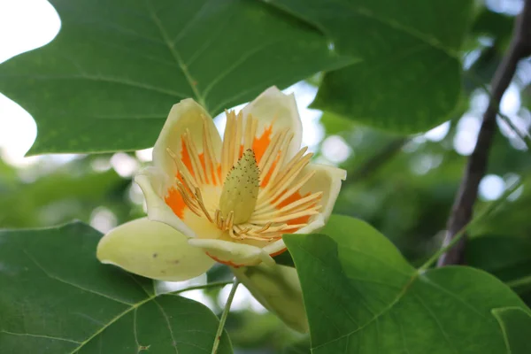 郁金香或百合杜鹃观赏树 开着花 枝条上有黄橙花 — 图库照片