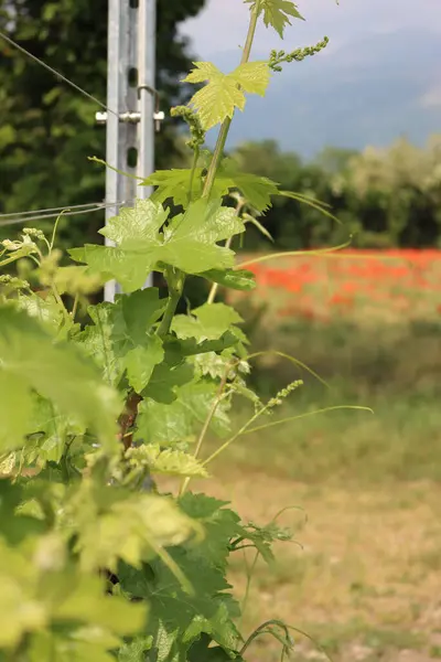 Viñedo Cerca Del Campo Amapola Flor Primavera Día Soleado Cultivo — Foto de Stock