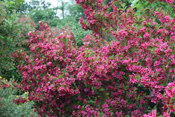 春に庭の美しいピンクの花で開花したWeigeliaブッシュ — ストック写真