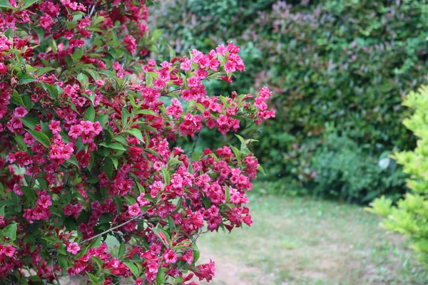 Arbusto Weigelia Flor Com Belas Flores Rosa Jardim Primavera — Fotografia de Stock