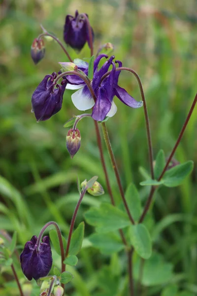 Flores Columbine Roxas Brancas Jardim Aquilegia Vulgaris Planta Flor — Fotografia de Stock