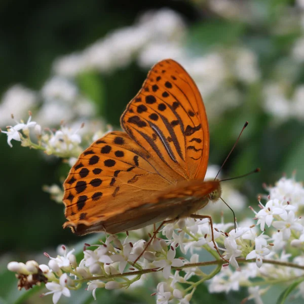 Silver Washed Fritillary Orange Brown Butterfly White Ligustrum Flowers Argynnis — Stock Photo, Image