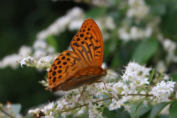 Silver Washed Fritillary Orange Brown Butterfly White Ligustrum Flowers Argynnis — Stock Photo, Image