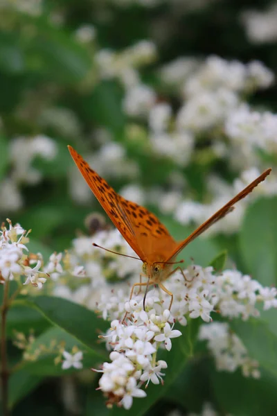 Silver Washed Fritillary Orange Brown Butterfly White Ligustrum Flowers Argynnis — Stock Photo, Image