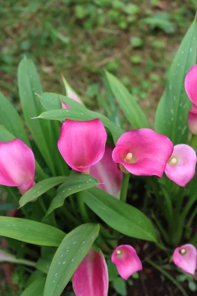 花园里的粉色卡拉百合花的特写 开花结果的仙人掌 — 图库照片