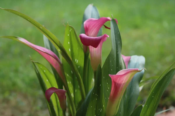 Nahaufnahme Von Rosa Calla Lilien Garten Zantedeschia Aethiopica Voller Blüte — Stockfoto