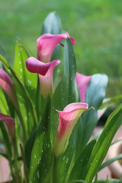 Nahaufnahme Von Rosa Calla Lilien Garten Zantedeschia Aethiopica Voller Blüte — Stockfoto