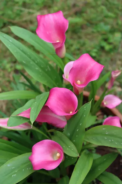 花园里的粉色卡拉百合花的特写 开花结果的仙人掌 — 图库照片