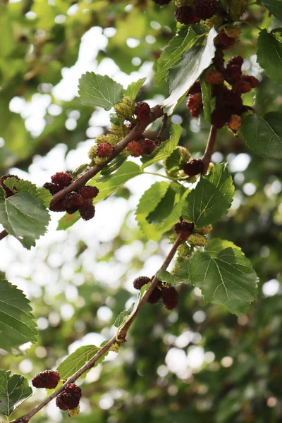 Zralé Nezralé Černé Morušové Plody Větvích Morus Strom Létě — Stock fotografie
