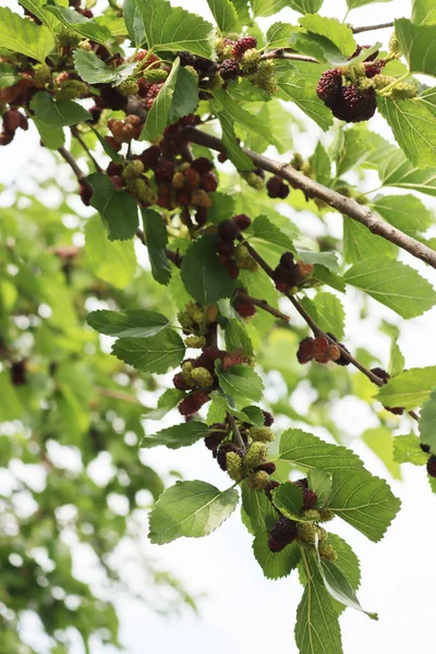 Zralé Nezralé Černé Morušové Plody Větvích Morus Strom Létě — Stock fotografie