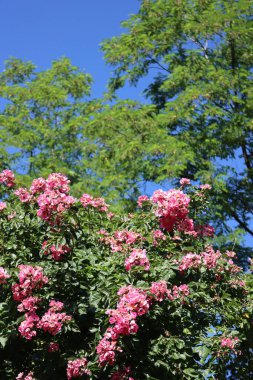 Pembe dağcı gülleri çiçeklenmiş, masmavi gökyüzünde güneşli bir günde