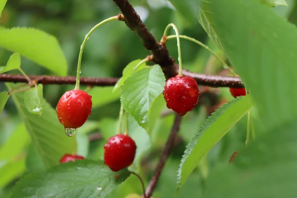 Meyve Bahçesinde Yağan Yağmurdan Sonra Dalın Üzerinde Kırmızı Kiraz Meyveleri — Stok fotoğraf