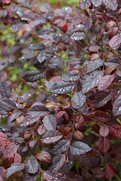 정원에 Loropetalum Japonica 덤불에 빗방울 있습니다 선택적 초점에 초점을 로로로 — 스톡 사진