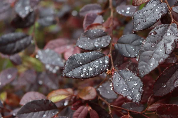 정원에 Loropetalum Japonica 덤불에 빗방울 있습니다 선택적 초점에 초점을 로로로 — 스톡 사진