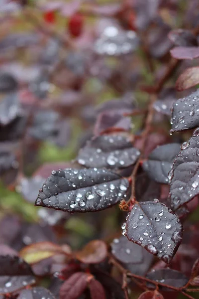 정원에 Loropetalum Japonica 덤불에 빗방울 있습니다 선택적 초점에 초점을 로로로 — 스톡 사진