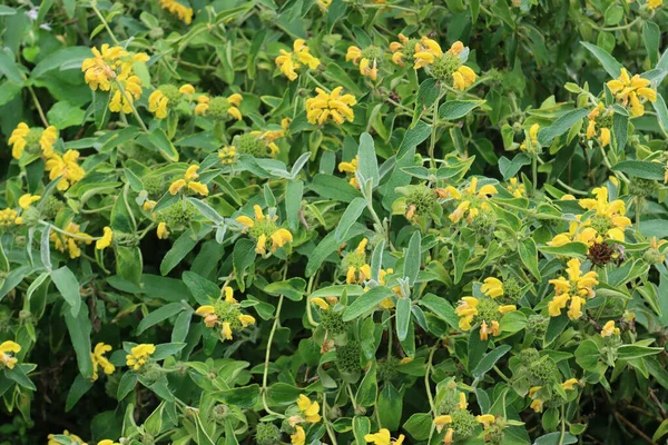 Gerusalemme Salvia Fiore Con Fiori Gialli Giardino Phlomis Fruticosa Cespuglio — Foto Stock