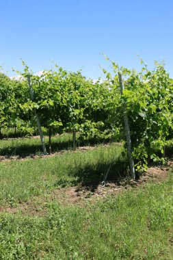 Güneşli bir günde İtalya 'nın kuzeyindeki üzüm bağında sarmaşık bitkileri mahvolmaya hazır. Vitis vinifera ekimi 