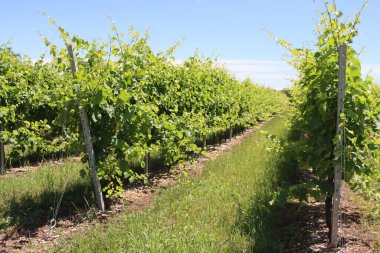Güneşli bir günde İtalya 'nın kuzeyindeki üzüm bağında sarmaşık bitkileri mahvolmaya hazır. Vitis vinifera ekimi 
