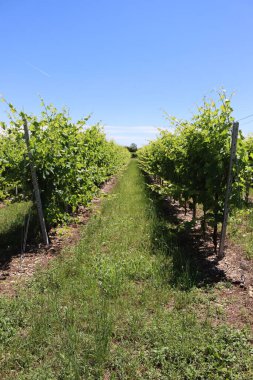 Güneşli bir günde İtalya 'nın kuzeyindeki üzüm bağında sarmaşık bitkileri mahvolmaya hazır. Vitis vinifera ekimi 