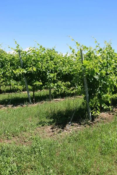 ブドウの木は晴れた日に北イタリアの田舎のブドウ畑で栽培される準備ができています ヴィティス ヴィニフェラ栽培 — ストック写真