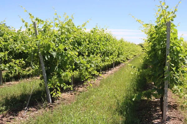 Plantas Vid Listas Para Ser Mojadas Viñedo Campo Del Norte — Foto de Stock