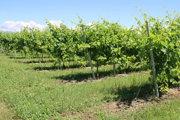 ブドウの木は晴れた日に北イタリアの田舎のブドウ畑で栽培される準備ができています ヴィティス ヴィニフェラ栽培 — ストック写真