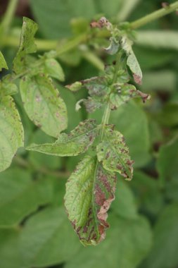 Patates fabrikasında hastalığa yakın çekim. Sebze bahçesindeki yeşil patates yapraklarında kahverengi ve sarı kuru noktalar.
