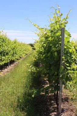 Güneşli bir günde İtalya 'nın kuzeyindeki üzüm bağında sarmaşık bitkileri mahvolmaya hazır. Vitis vinifera ekimi 