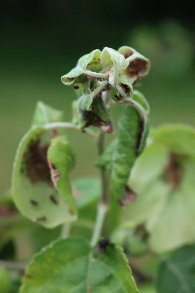 Infestação Pulgões Verdes Folhas Maçã Verde Pomar Primavera — Fotografia de Stock