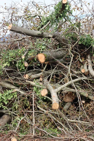 Abgeholzte Fläche Einem Wald Mit Gefällten Bäumen Norditalien Einem Sonnigen — Stockfoto