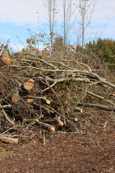 Ontbost Gebied Een Bos Met Gekapte Bomen Noord Italië Een — Stockfoto