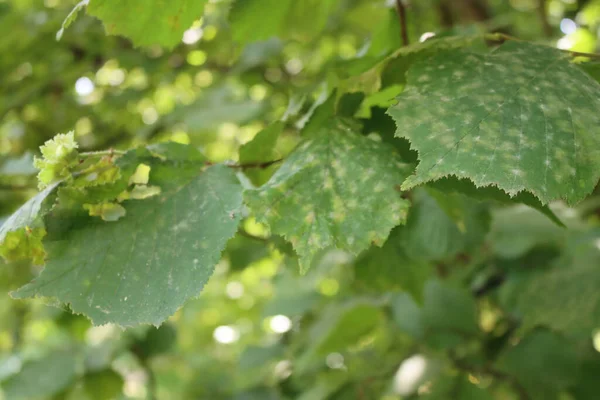 緑のヘーゼルナッツのクローズアップは Oidium によって損傷を受けた灰色の斑点を持つ葉 真菌病 うどんこ病だ コリルス アベラナ病の木 — ストック写真