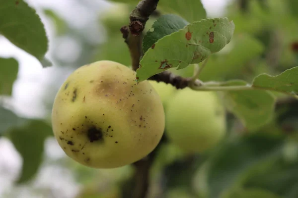 Rotten apple damaged by disease on the tree in the orchard. Apple fruit with brown spots. Fungal Disease Monilia fructigena on apple fruit