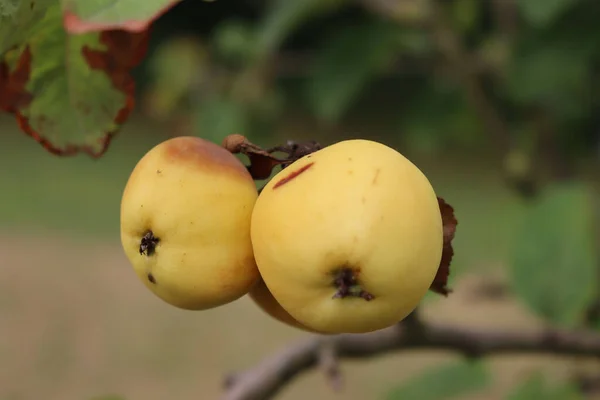 Maçã Podre Danificada Por Doença Árvore Pomar Fruta Maçã Com — Fotografia de Stock