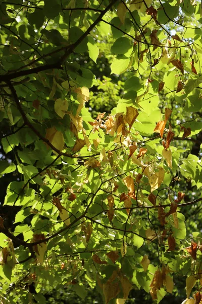 リンデンの木は干ばつで損傷したままになります 春に枝に乾燥した葉が多いティリアの木 — ストック写真