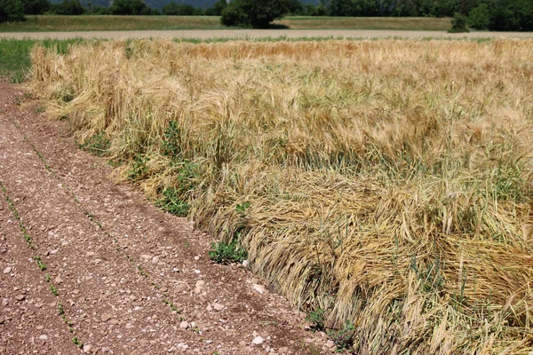 Golden wheat field damaged by bad weather on summer. Storm on wheat field in the italian countryside